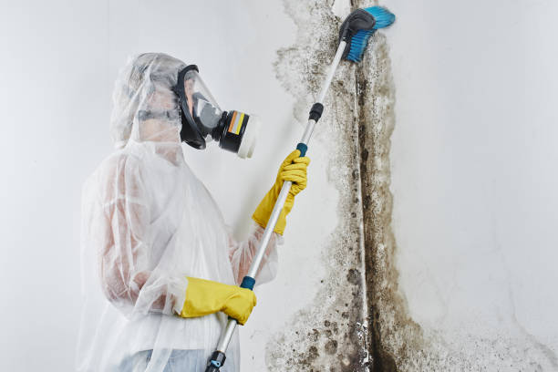 Best Health and Safety Mold Remediation in Poseyville, IN