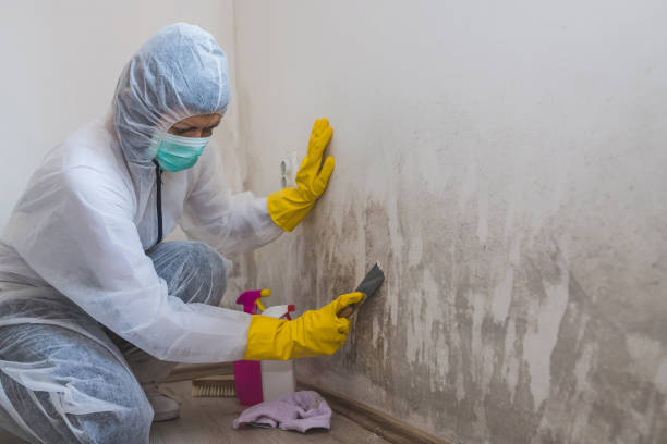Best Post-Flood Mold Remediation in Poseyville, IN