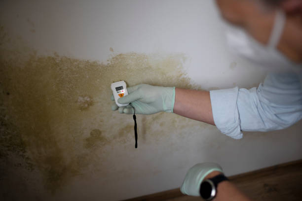 Best Residential Mold Remediation in Poseyville, IN