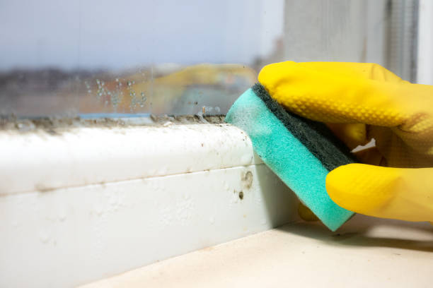Best Emergency Mold Remediation in Poseyville, IN