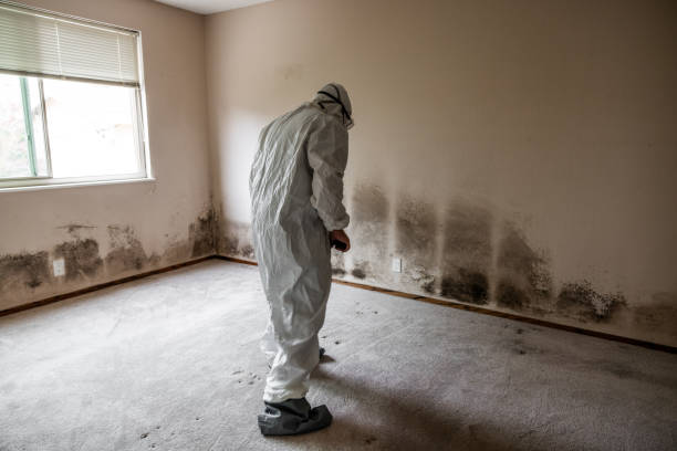 Best HVAC Mold Remediation in Poseyville, IN