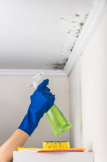 Best Mold Testing and Inspection Services in Poseyville, IN